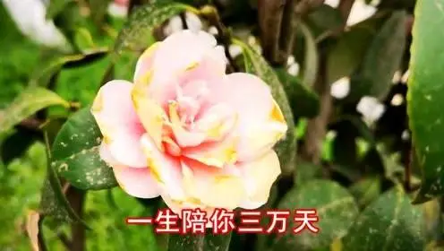 一生陪你三万天